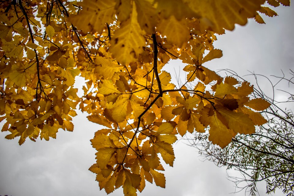 Season nature plant