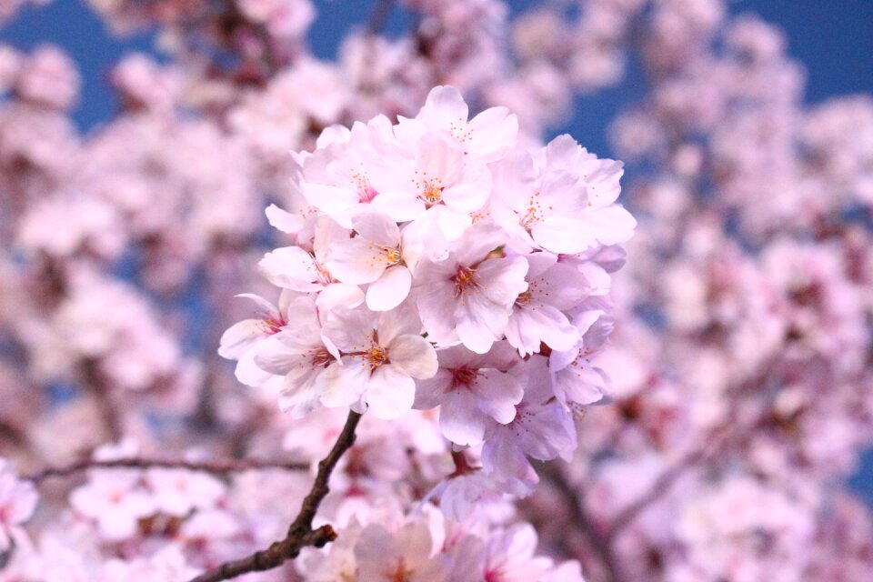 Spring flowers april sakura