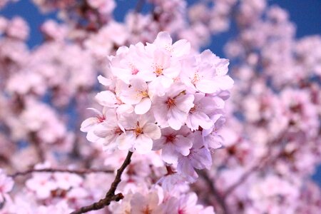 Spring flowers april sakura