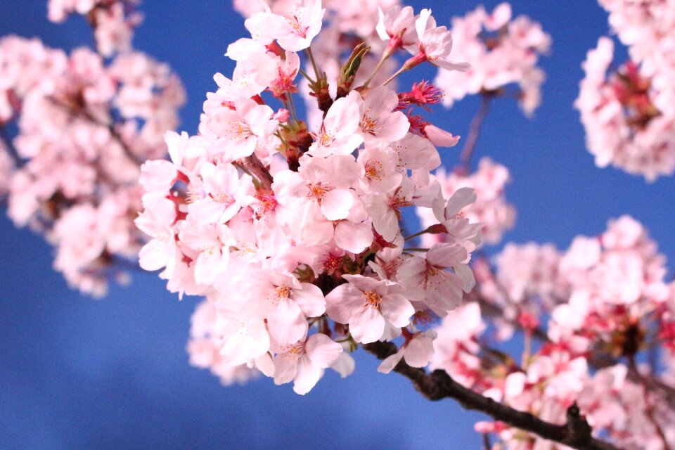 Cherry tree plants wood