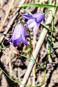 Wild flowers summer flowers blue