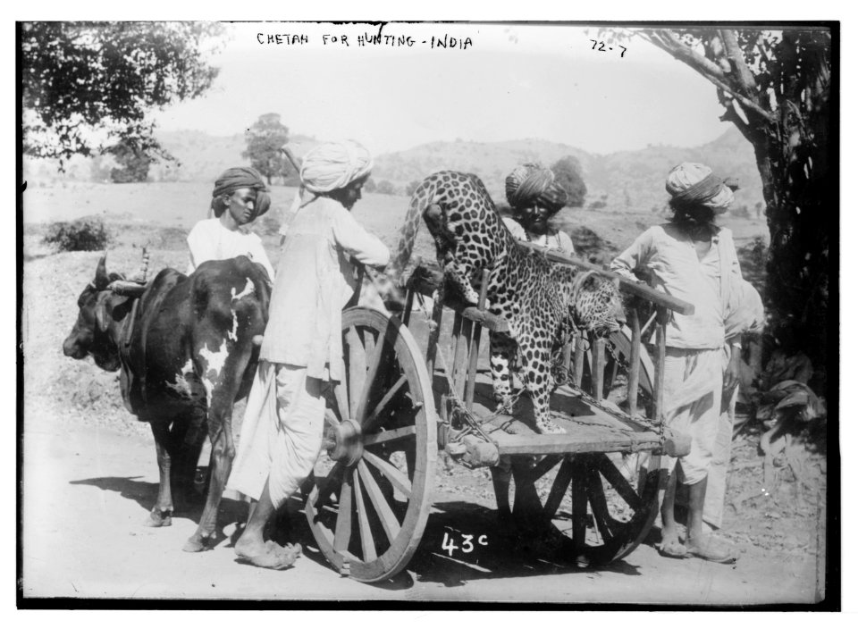 Chetah (i.e. cheetah) used for hunting, India LCCN2014680378