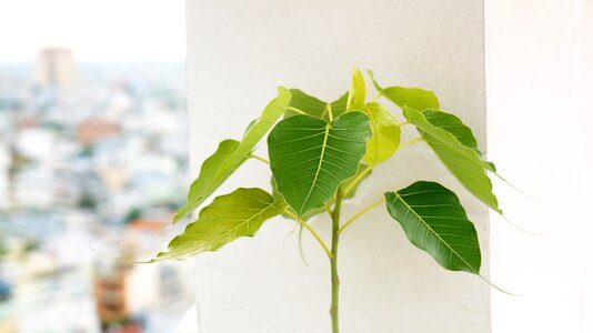 Natural plant green tree