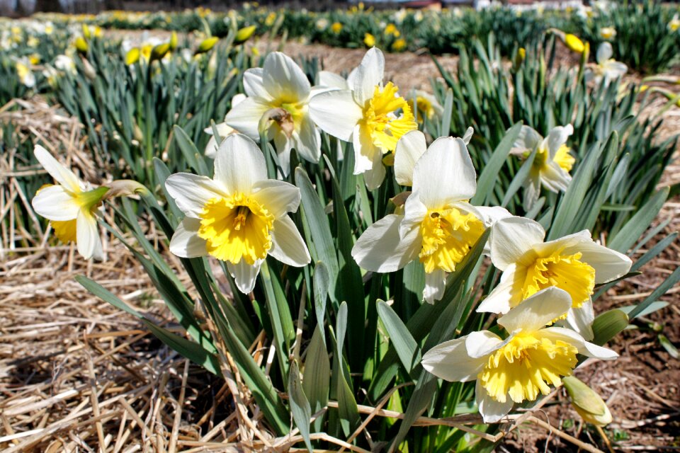 Narcissus pseudonarcissus garden floral