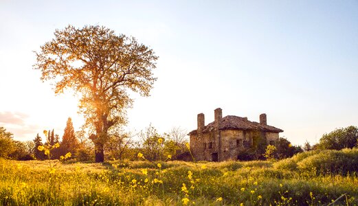 Outdoor nature tree photo