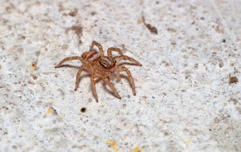 Nature a spider-like insect animals photo