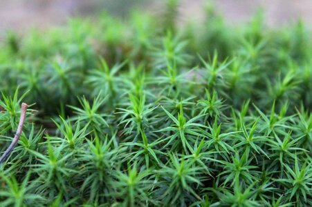 Moss forest green spring