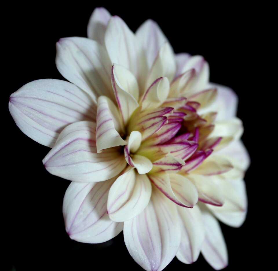 Dahlia garden blossom bloom