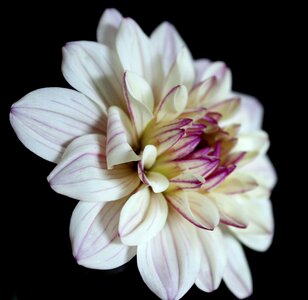 Dahlia garden blossom bloom