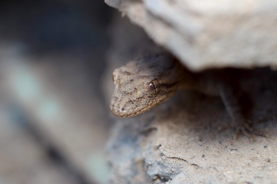 Nature outdoors gecko