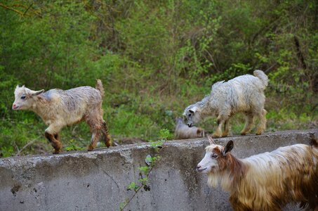 Farm nature mammal