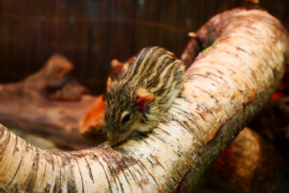 Mammal mouse tallinn zoo