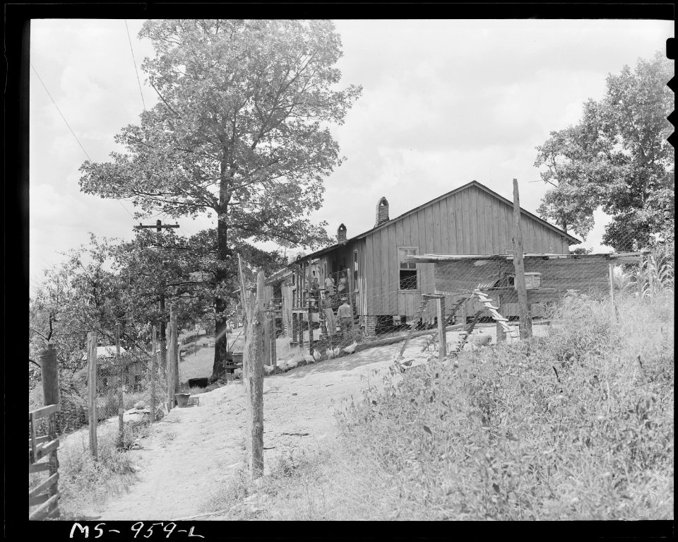 Chicken coop and home of Carlos Wilson, miner, who lives in company housing project. Consolidated Coal Company... - NARA - 540630