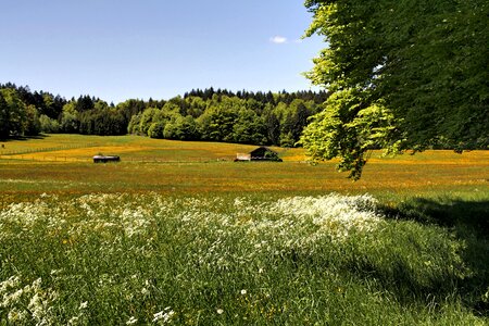 Field meadow panorama photo