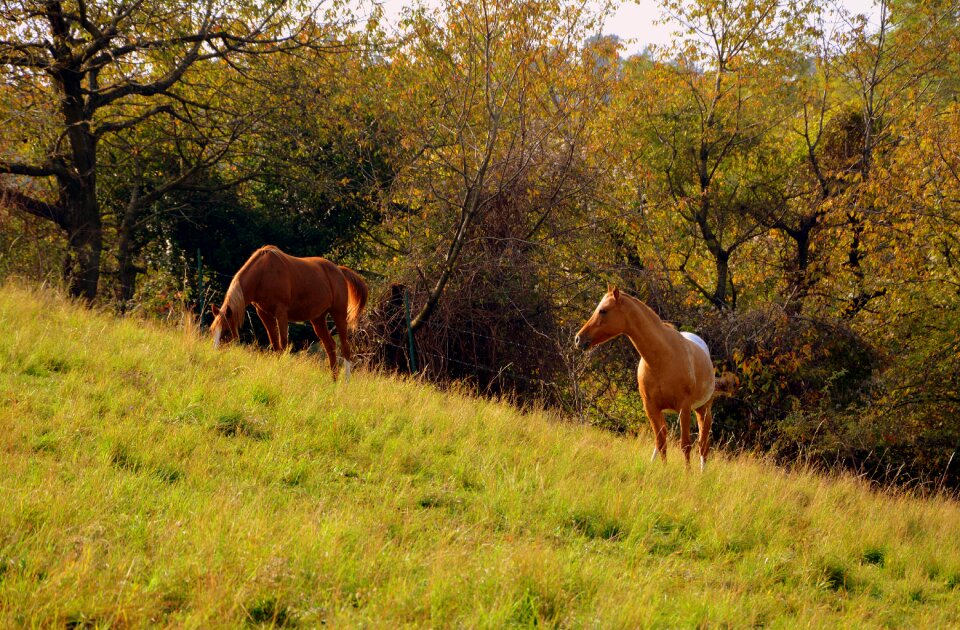Green forest animal
