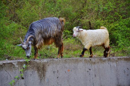 Farm nature mammal