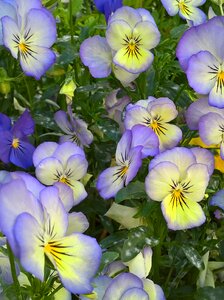 Yellow flower viola tricolor photo