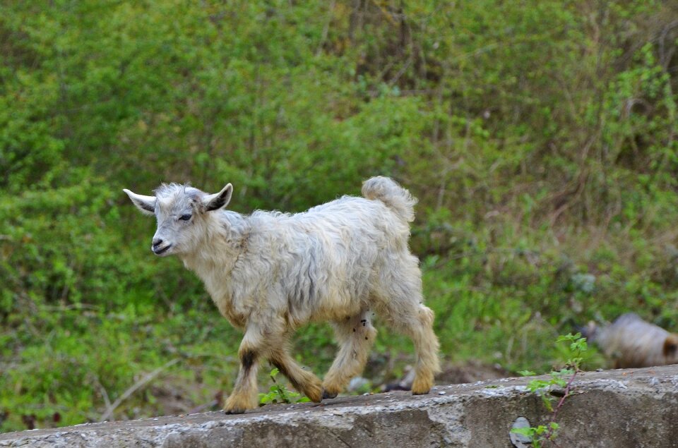 Farm nature mammal photo