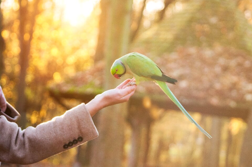Animal hand palm