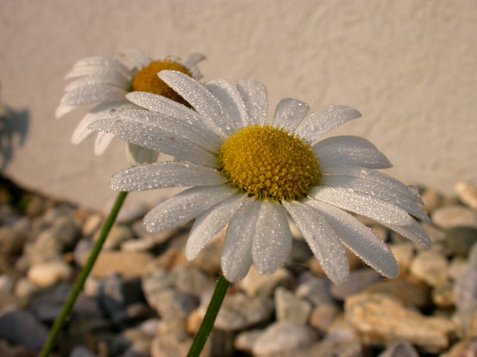 Bloom flower drop of water