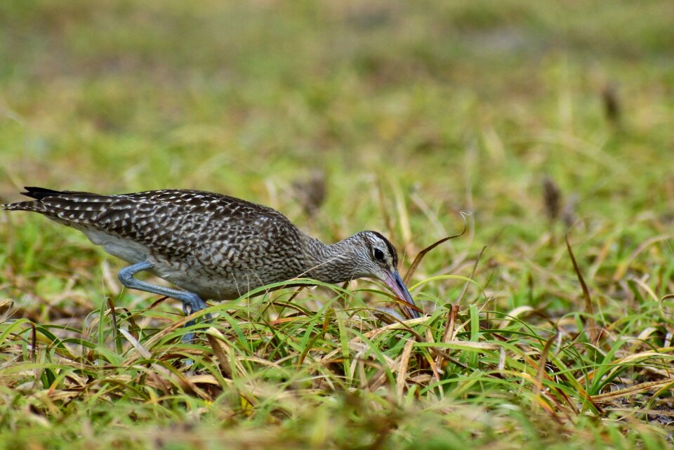 Grass green wild birds