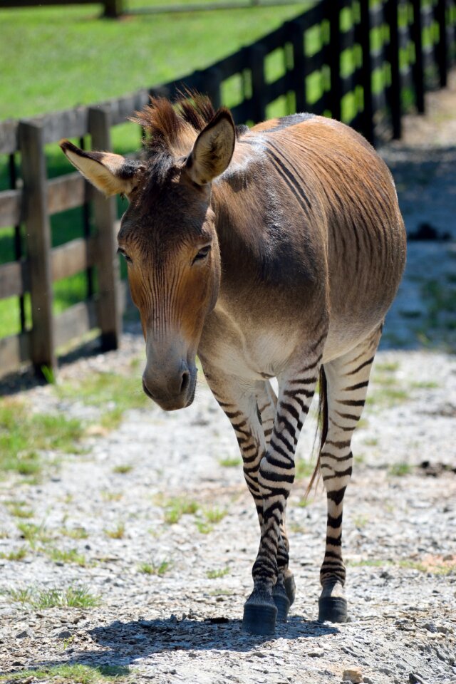 Half zebra half donkey mixed breed