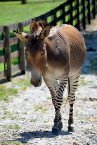 Half zebra half donkey mixed breed