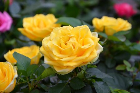 Bouquet offer events