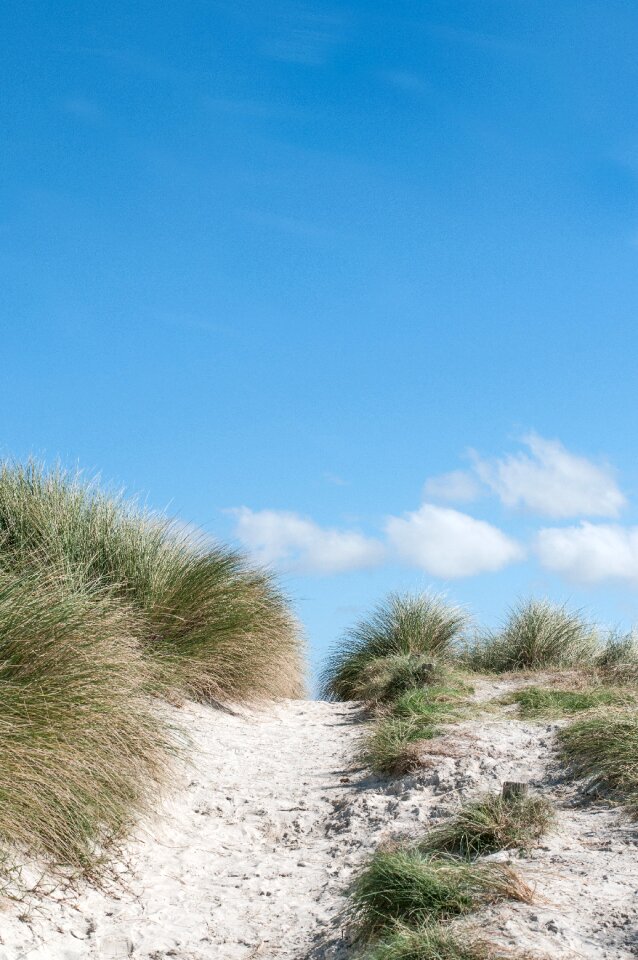 Grass outdoor highland