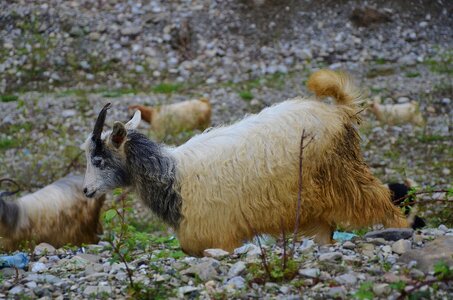 Farm nature mammal