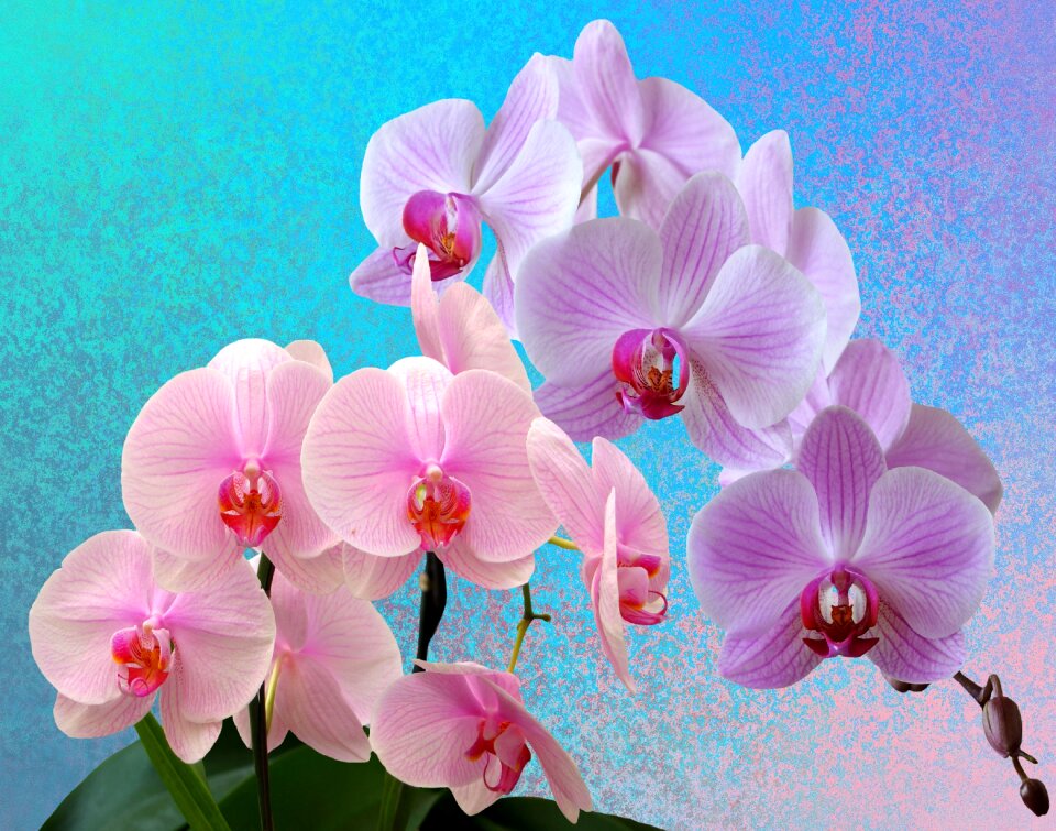Orchid blossom wild orchid flower