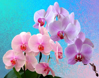 Orchid blossom wild orchid flower