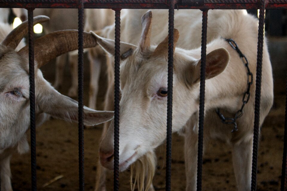 Wired mammalia goat