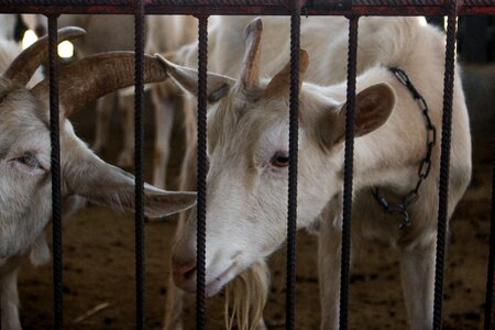 Wired mammalia goat