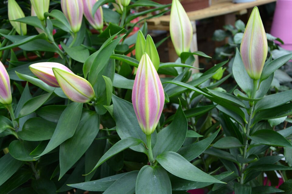 Color pink green leaves offer