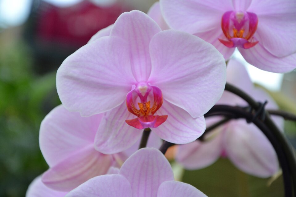 Nature plant pink orchid