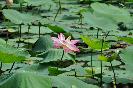 Lotus viet nam nature