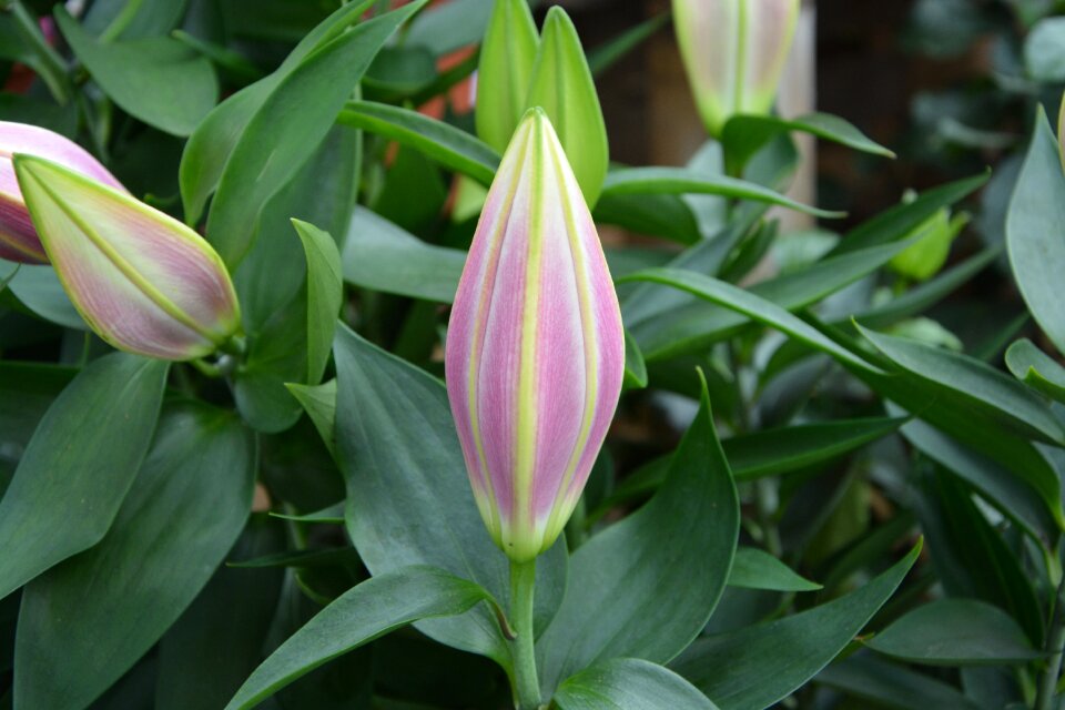 Lys green leaves flower garden