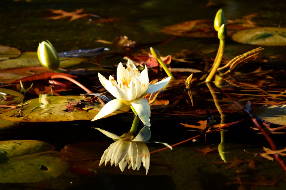Lotus central park Free photos