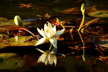 Lotus central park Free photos