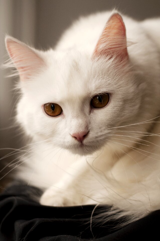 Pet kitten adult