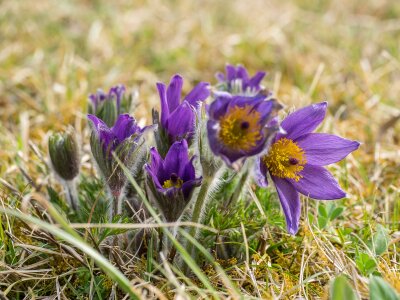 Kitchen clamps pasque flower nature