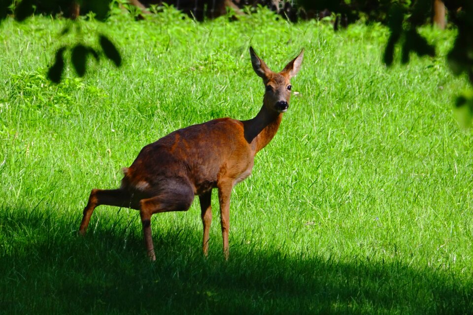 Mammal animal roe deer