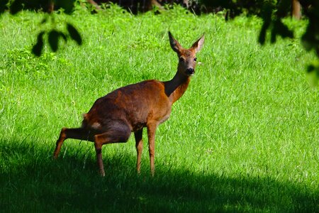 Mammal animal roe deer photo