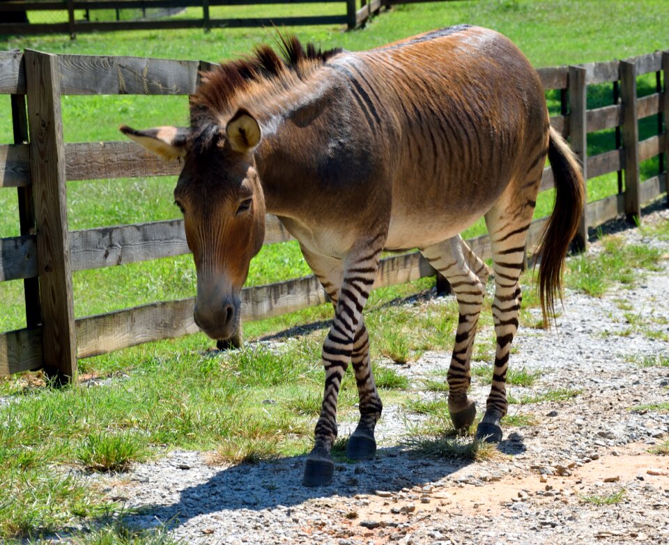 Half zebra half donkey mixed breed