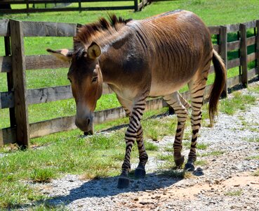 Half zebra half donkey mixed breed