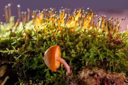 Sponge mini mushroom lamellar photo
