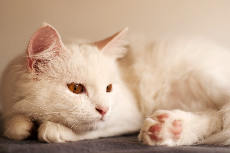 Kitty little adorable