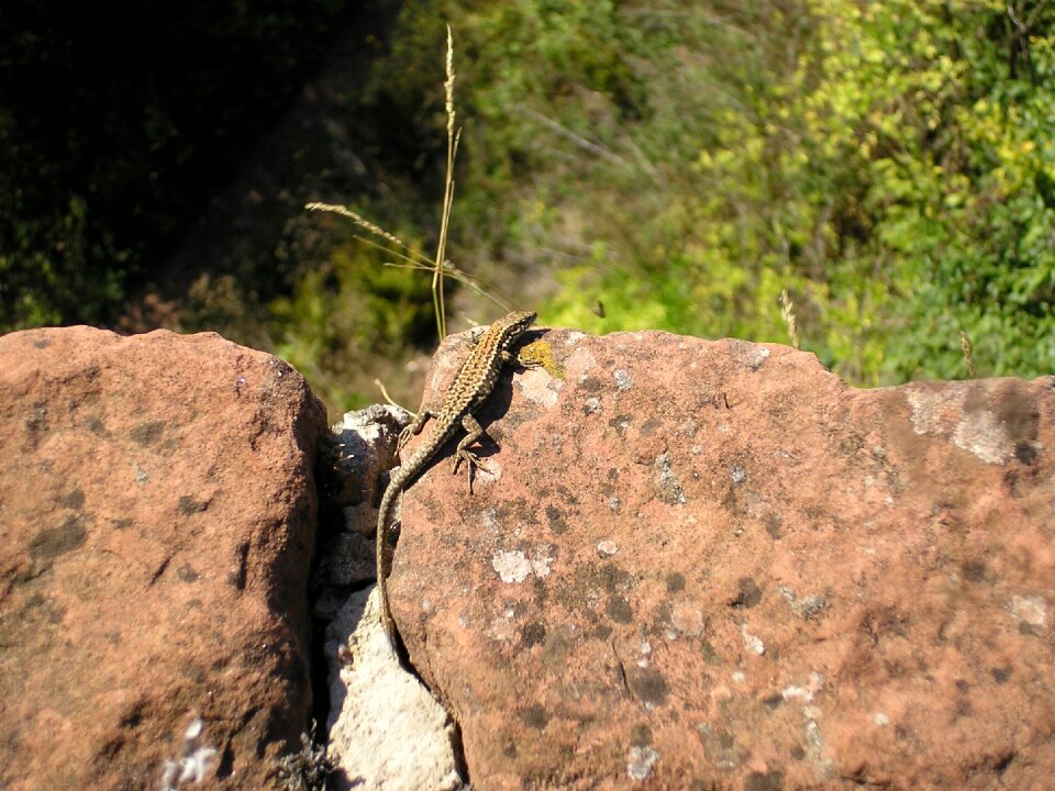 Nature animal stone walls