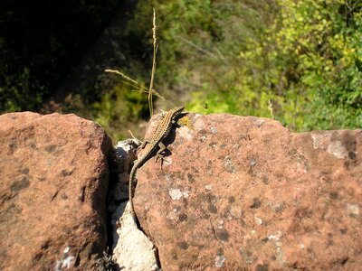 Nature animal stone walls